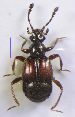 Brachygluta helferi